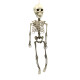 Esqueleto de Halloween Esqueleto de Halloween