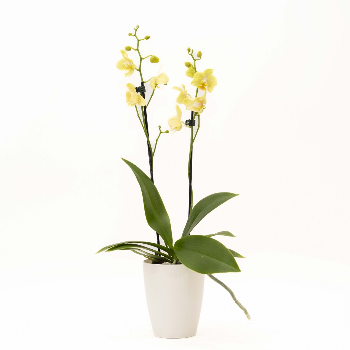 ORQUÍDEA MINI CON PORTA MACETA - PORTA MACETA BLANCO 