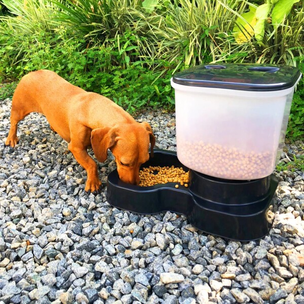 Comedero Automático Dispensador Alimento 8 Litros Mascotas Variante Color Azul