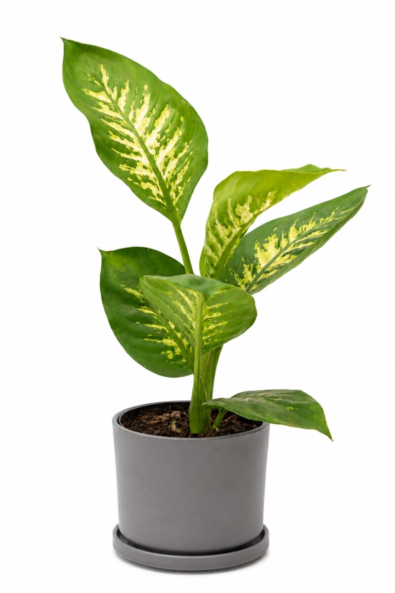 DIEFFENBACHIA EN MACETA CERAMICA - GRIS OSCURO 