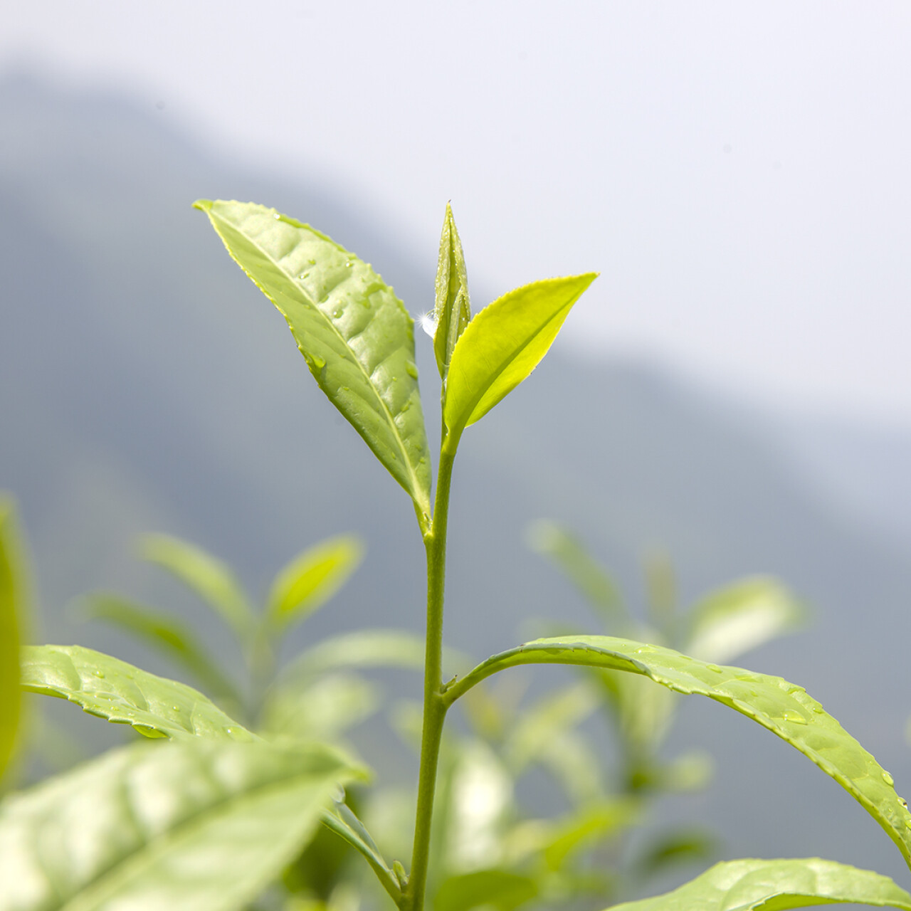 Aceite de árbol de té para los piojos - Blog de Salud Natural de Farmacia  Serra