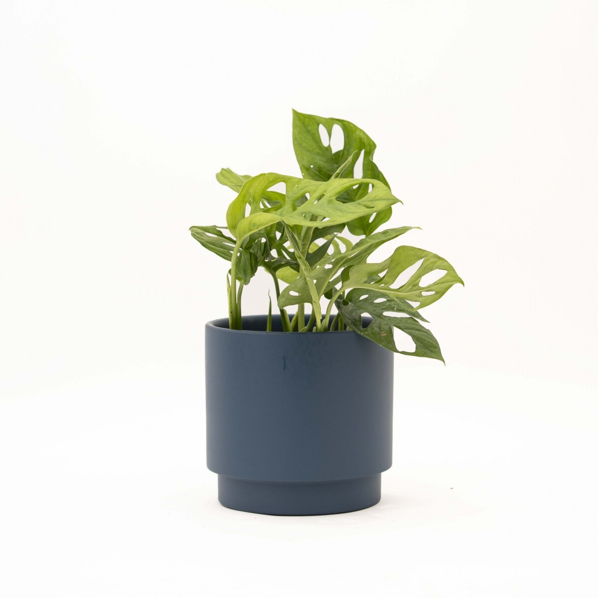 MONSTERA ADANSONII - CON MACETA CERAMICA AZUL 