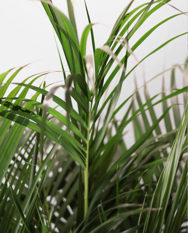 Palmera Areca M 1.4m
