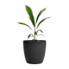 Macetero Premium N22 Negro 19.6cm Alto x 22 Diam Boca, 5,3 lts Macetero Premium N22 Negro 19.6cm Alto x 22 Diam Boca, 5,3 lts