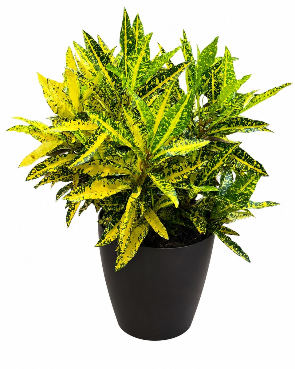 CROTON AMARILLO EN MACETA - GRAFITO 