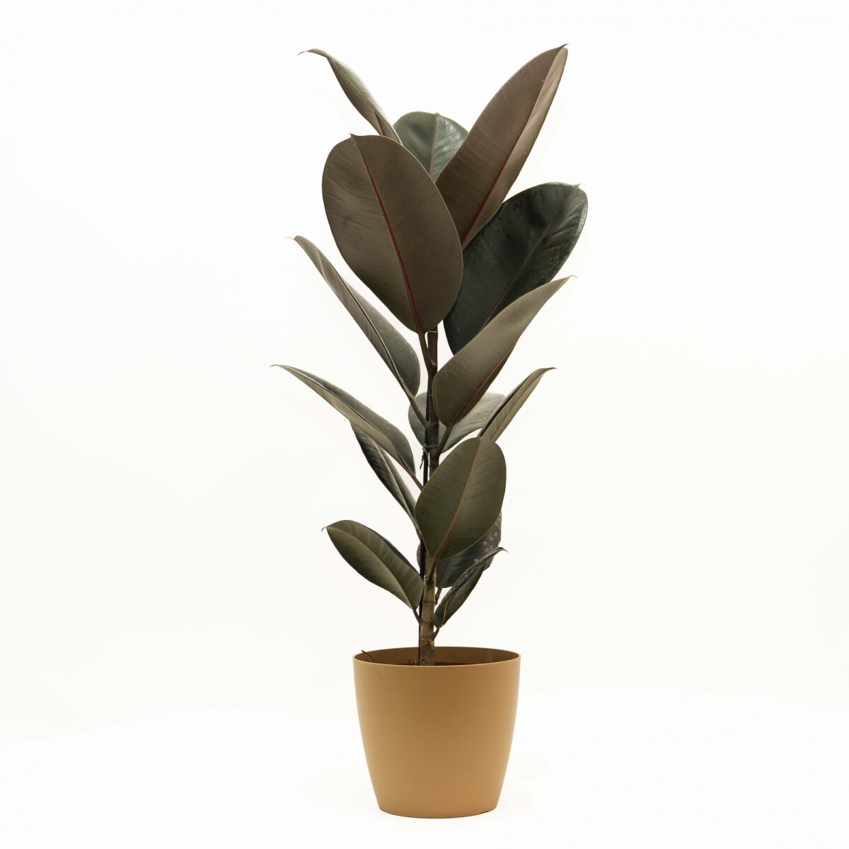 FICUS ELASTICA BURGUNDY EN PORTAMACETA PLASTICO - OCHRE 