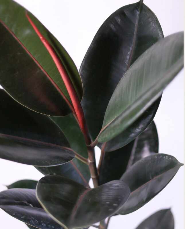 Ficus Elástica XL - Negro - H: 1m Ficus Elástica XL - Negro - H: 1m