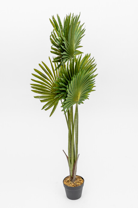 Planta Palmera China Color Unico