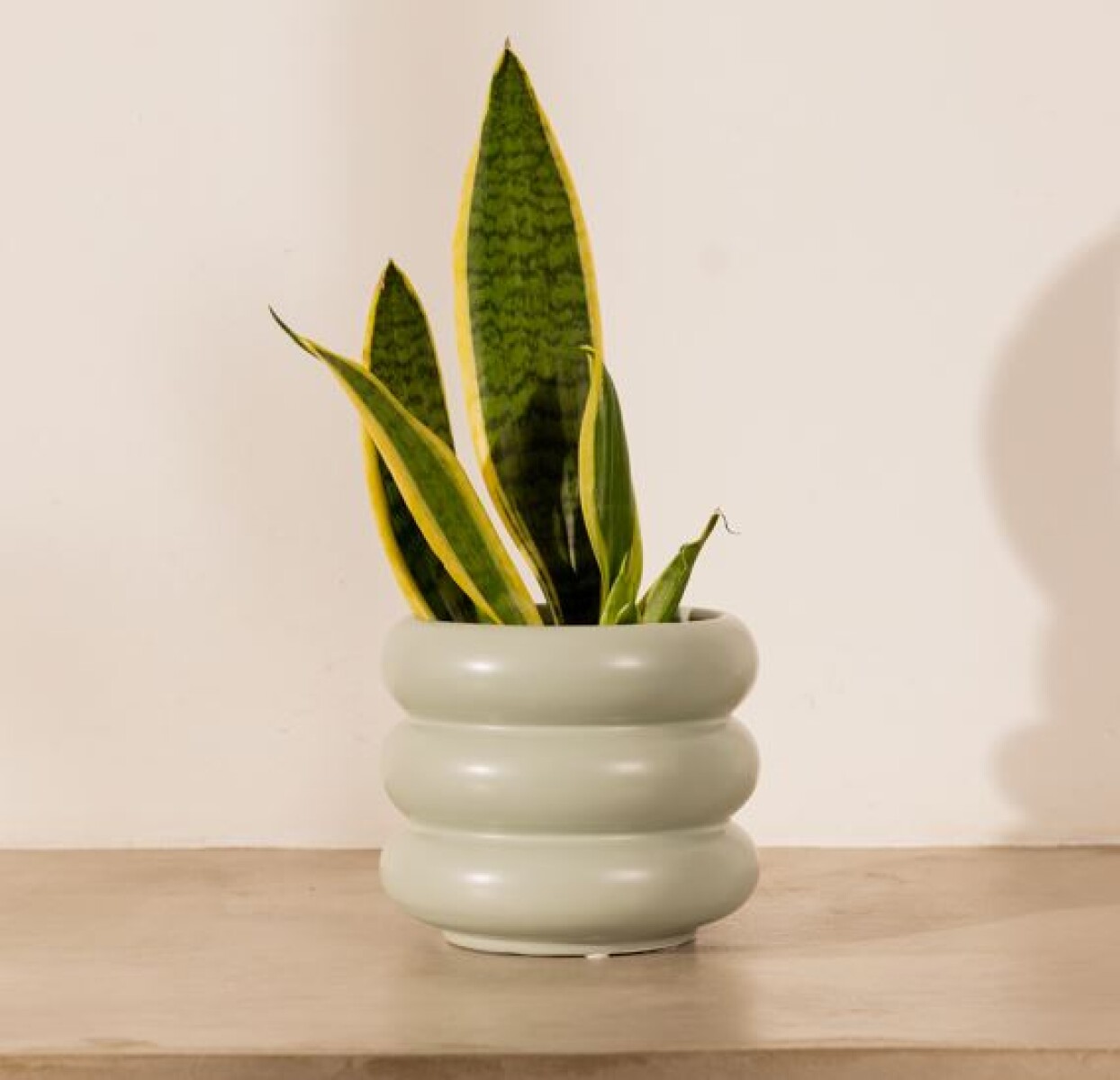 Maceta cerámica Olivia - Oliva 