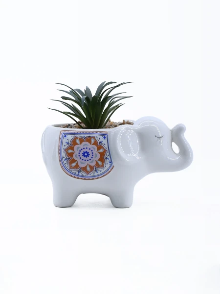 SUCULENTA ELEFANTE BLANCO