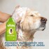 SHAMPOO BEEPS MOISTURIZING CON ALOE VERA 502 ML SHAMPOO BEEPS MOISTURIZING CON ALOE VERA 502 ML