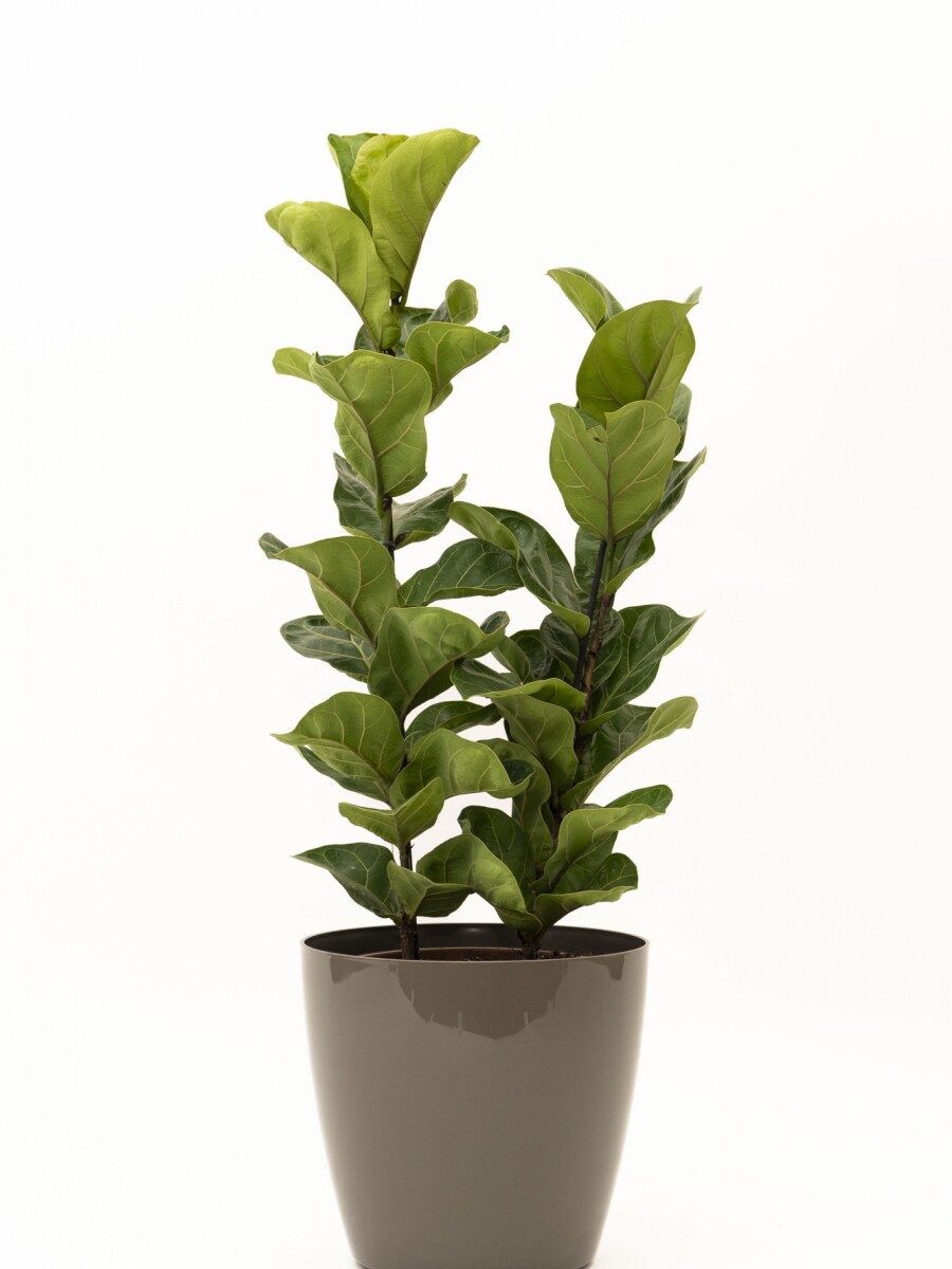 FICUS LYRATA 2 RAMAS CON PORTAMACETA PLASTICO TAUPE BRILLO