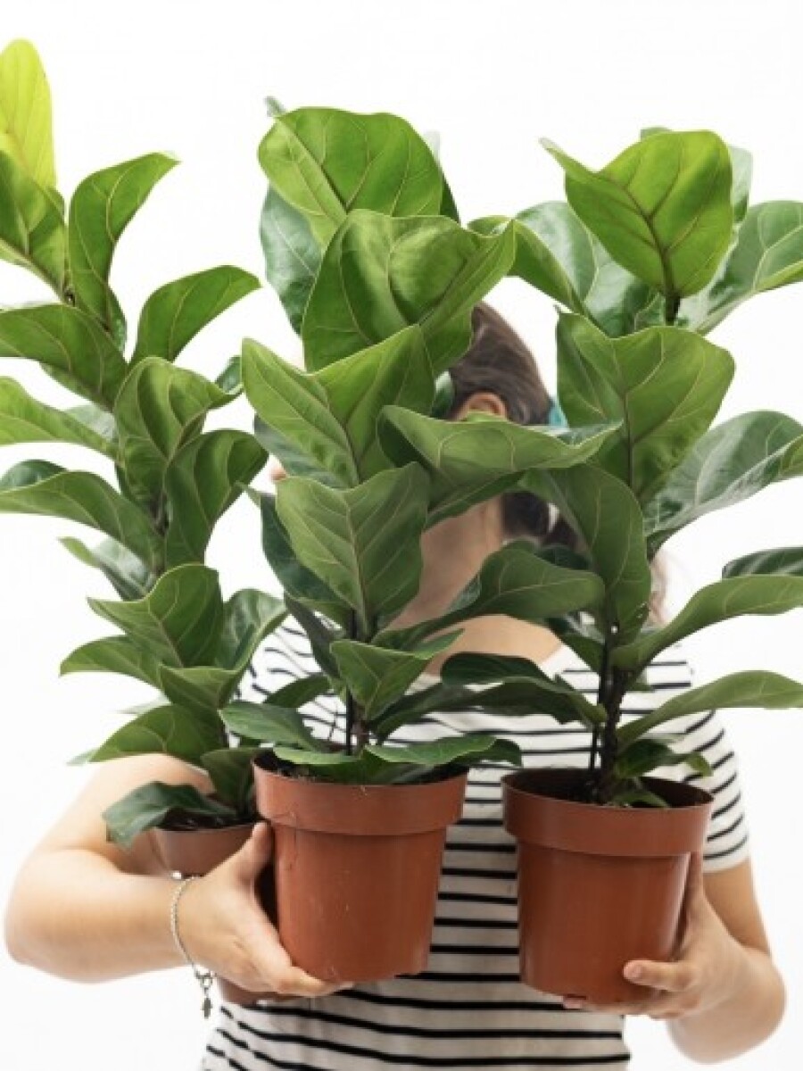 FICUS LYRATA BABY FICUS LYRATA BABY