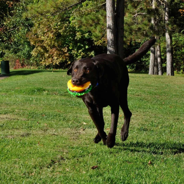 Juguete Para Perro Mascotas Hamburguesa Gigante Con Chifle Color Variante Naranja