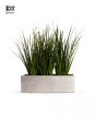 KIT Jardinera "Gris laca" 1m* 30cm* 30cm* con Dietes, Sustratos