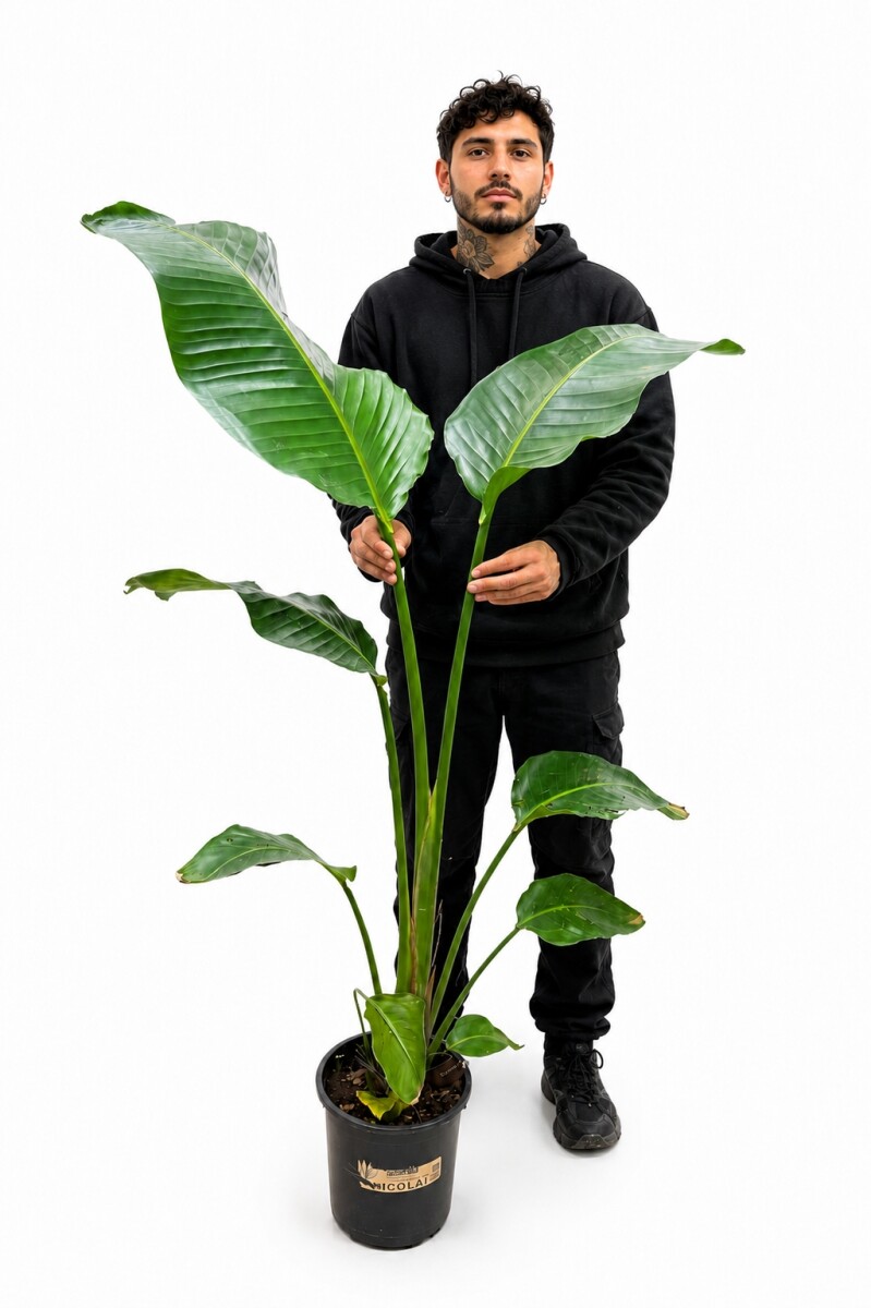 STRELITZIA NICOLAI 