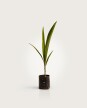 Palmera Pindo XS H: 70cm