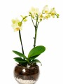 ORQUIDEA MINI EN BOWL ORQUIDEA MINI EN BOWL