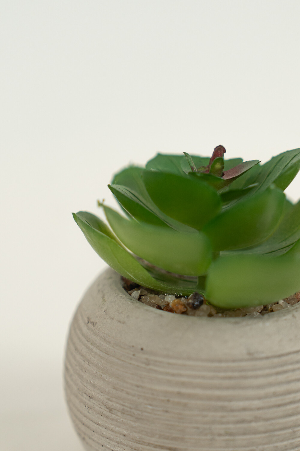 Planta Suculenta 693 Mini, Mix Color Unico