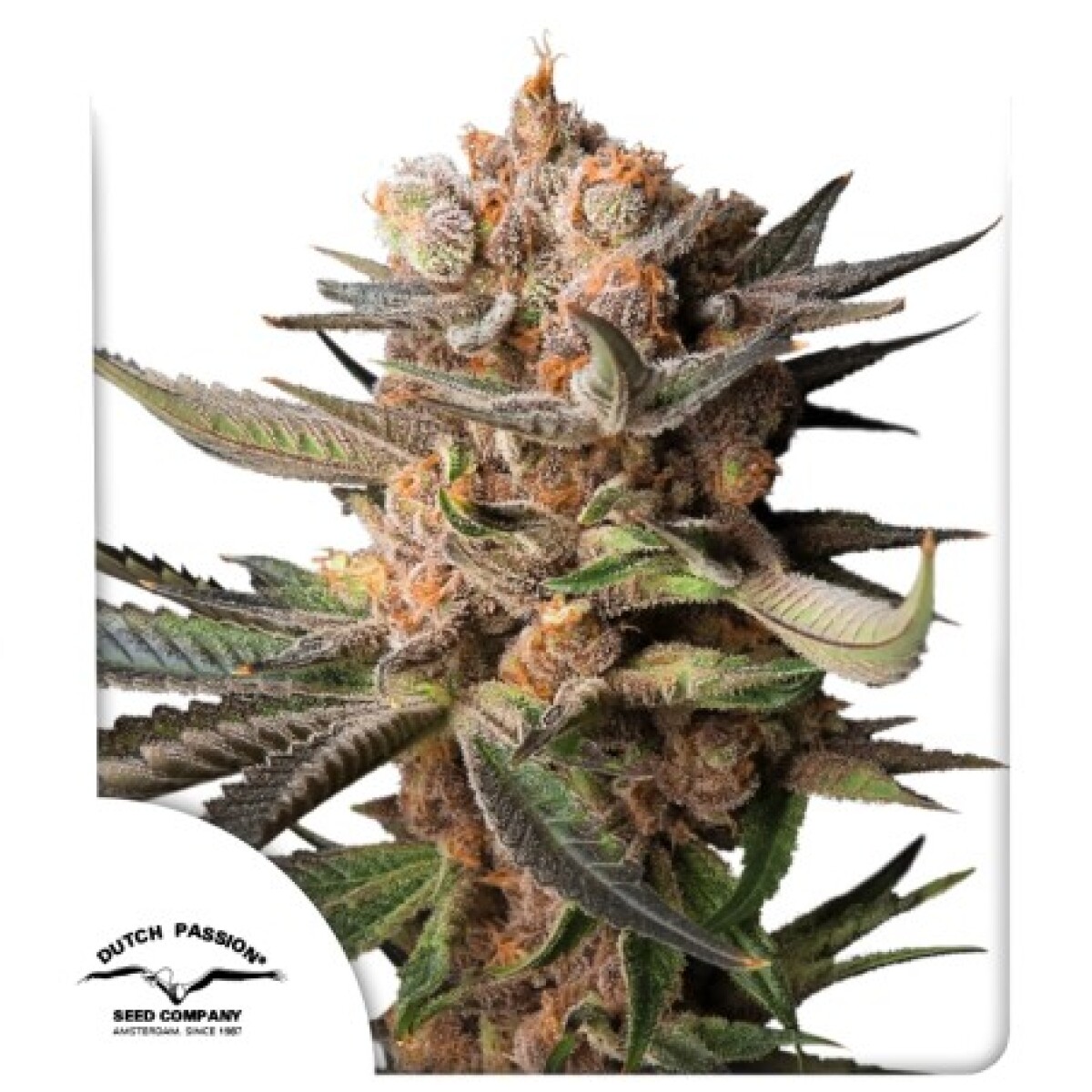 AUTO FROZEN BISCOTTI X3 