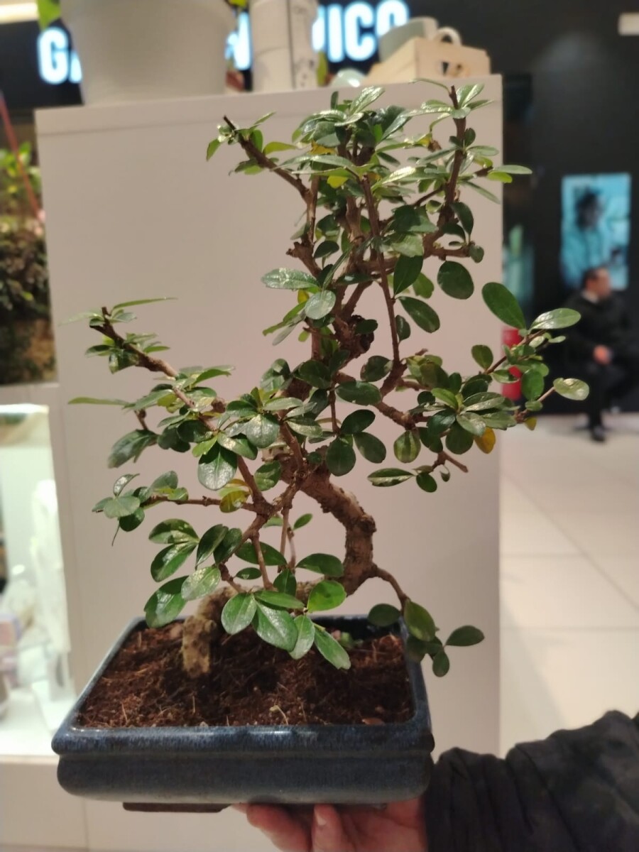 Bonsai Carmona 12 Años 35CM 