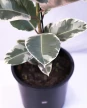 Ficus Elástica XL - Variegado - H: 1m Ficus Elástica XL - Variegado - H: 1m