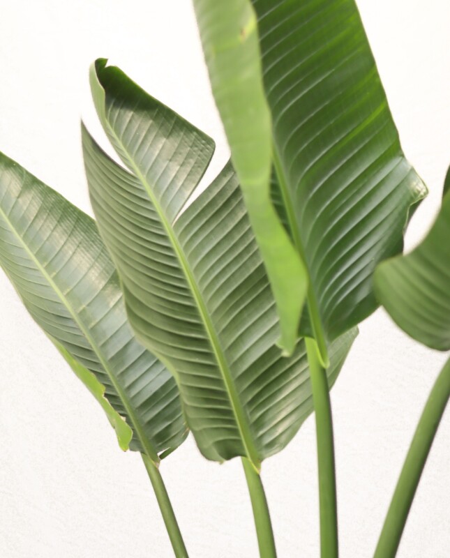 Strelitzia Nicolai XL - H: 1.8m