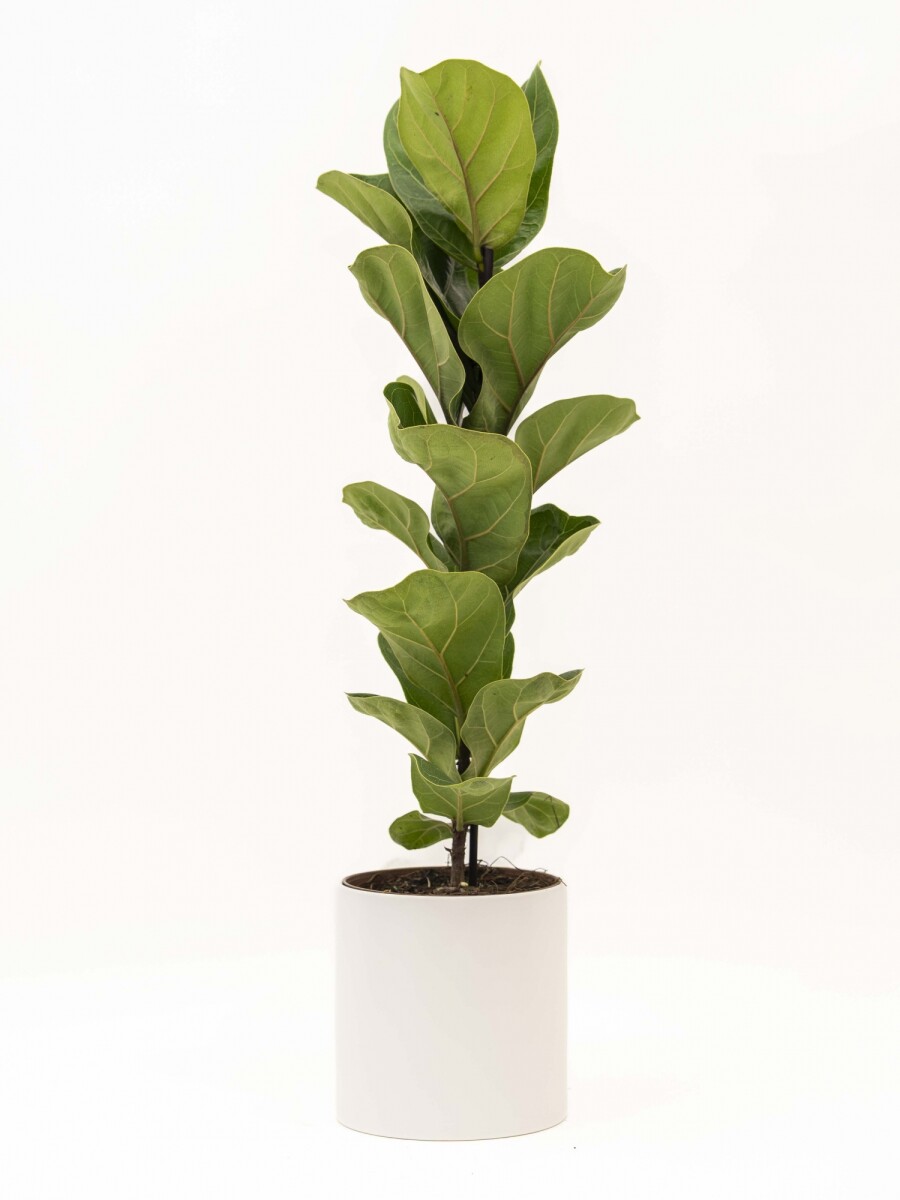 FICUS LYRATA BABY CON MACETA CERAMICA BLANCA