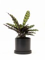 CALATHEA CON MACETA CERAMICA CON PLATO NEGRA