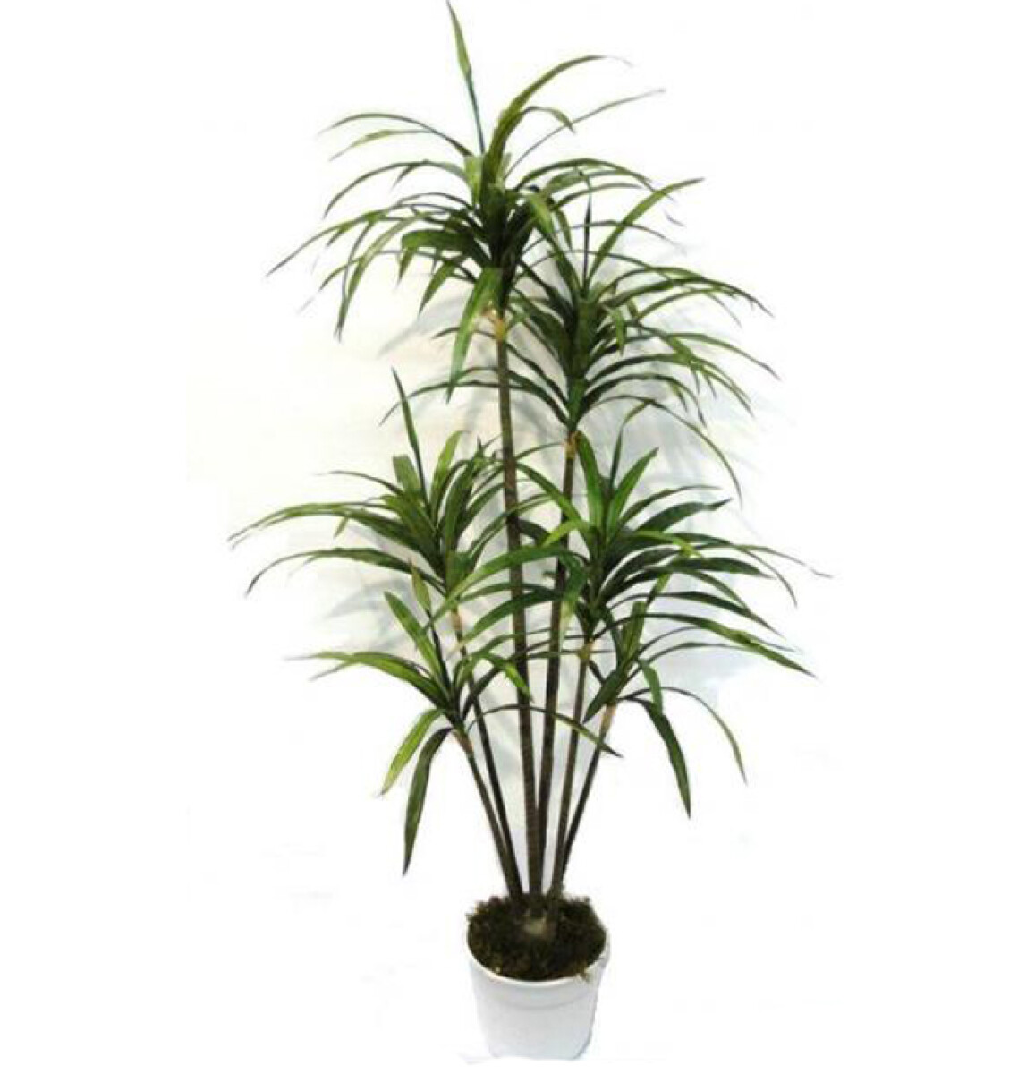 PLNATA DE YUCCA X 6 RAMAS - 1.22 MTS - GREEN 