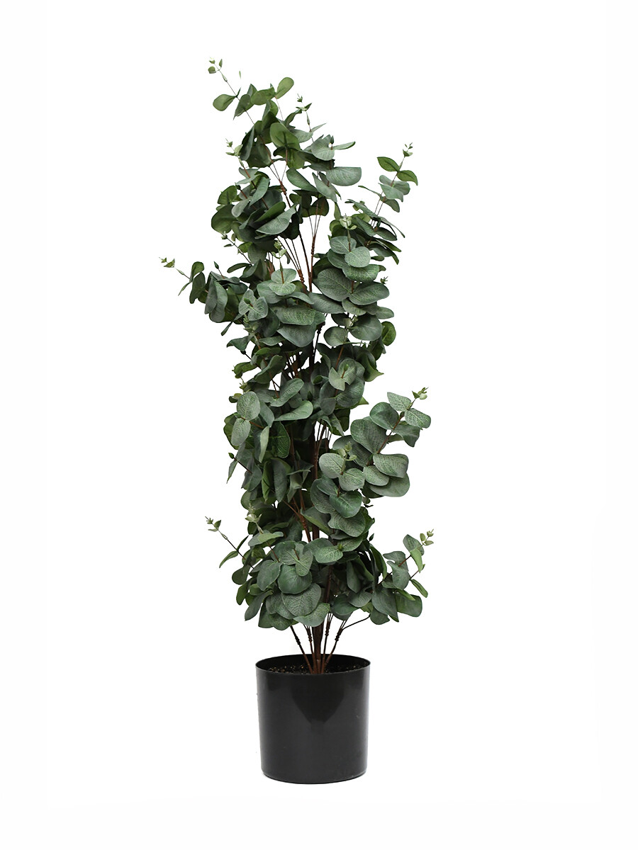 EUCALIPTO DE - VERDE 