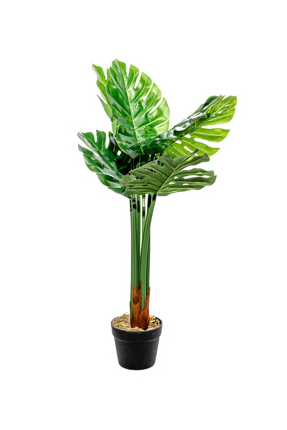 Planta Monstera 85cm Color Unico