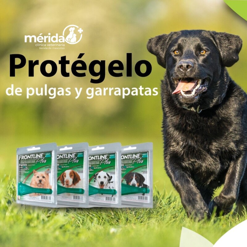 PIPETA FRONTLINE PLUS DE 20 A 40 KG