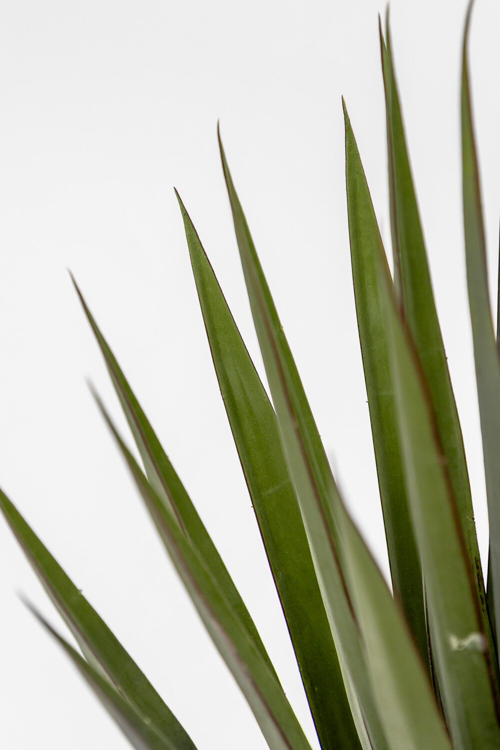 Planta Agave Color Unico