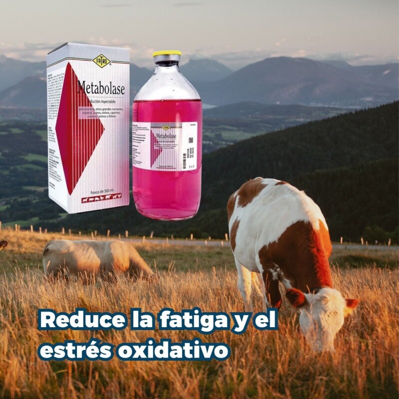 METABOLASE FRASCO 500 ML METABOLASE FRASCO 500 ML