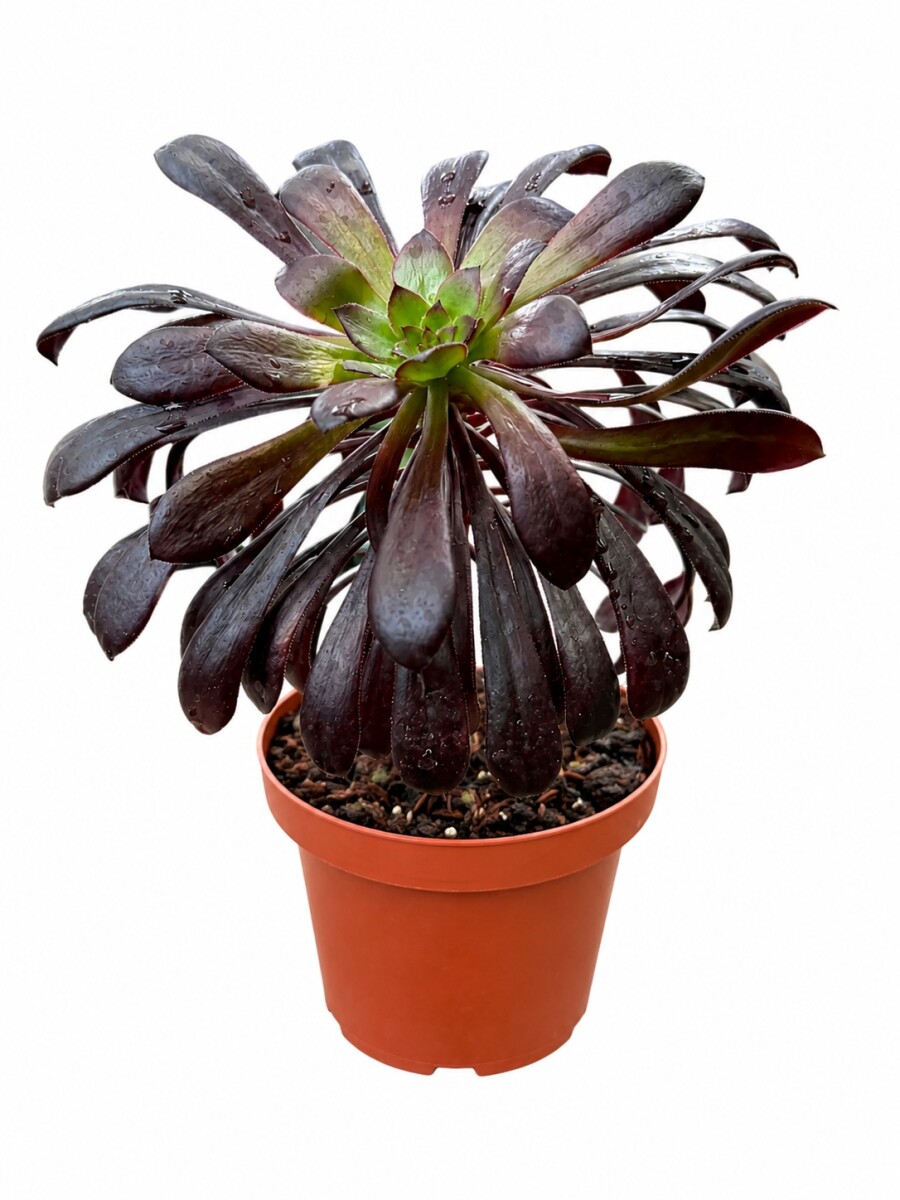 SUCULENTA L AEONIUM BLACK 