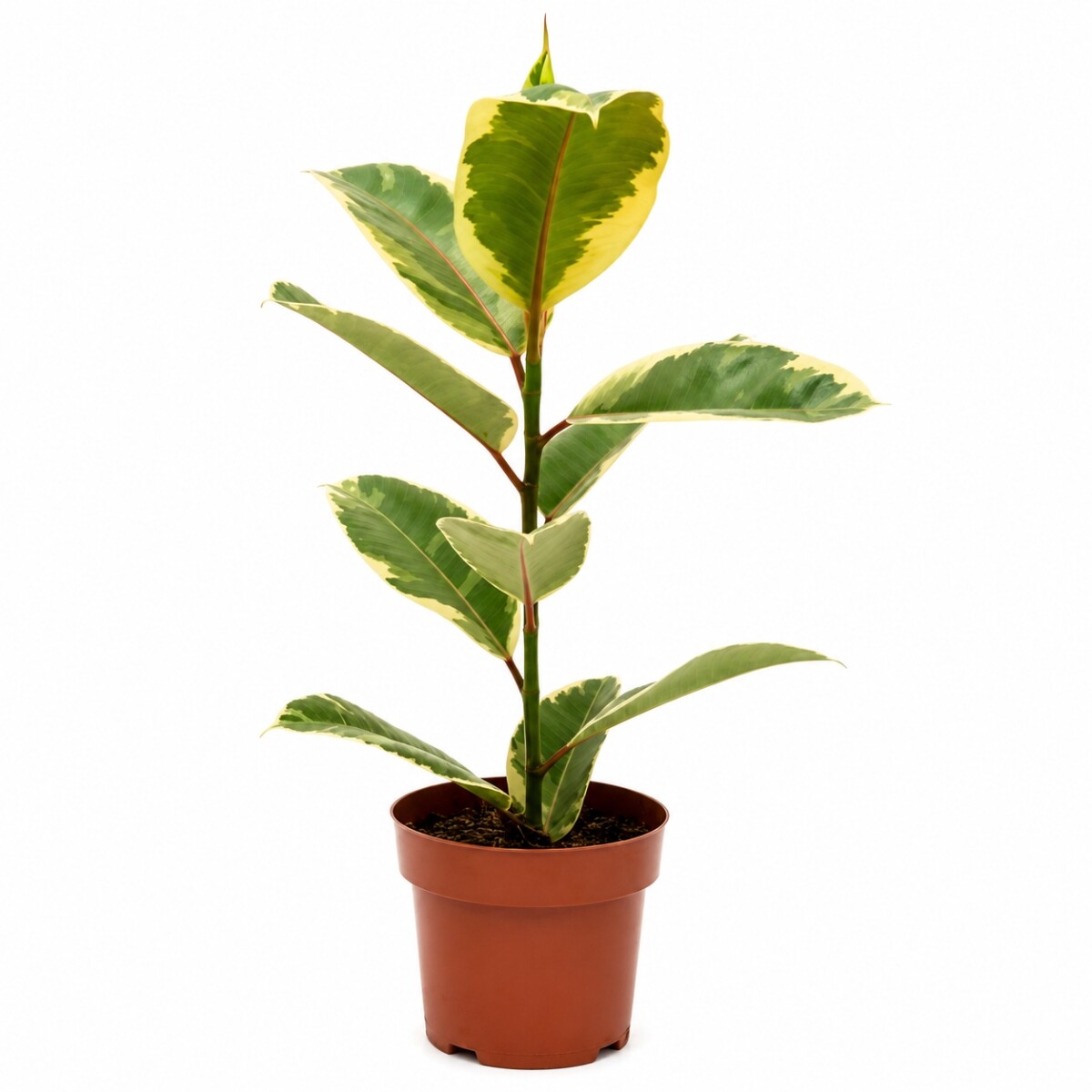 FICUS ELASTICA (GOMERO) VARIEGADO BLANCO (TINEKE) M 1 RAMA 