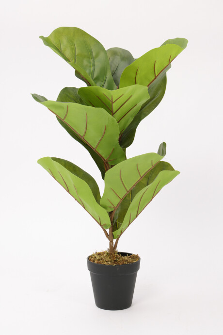 Planta Higuera 70cm Color Unico