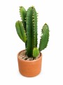CACTUS EUPHORBIA CACTUS EUPHORBIA
