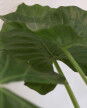 Alocasia Odora - H: 1m Alocasia Odora - H: 1m
