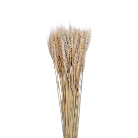 Espiga Trigo Espiga Trigo