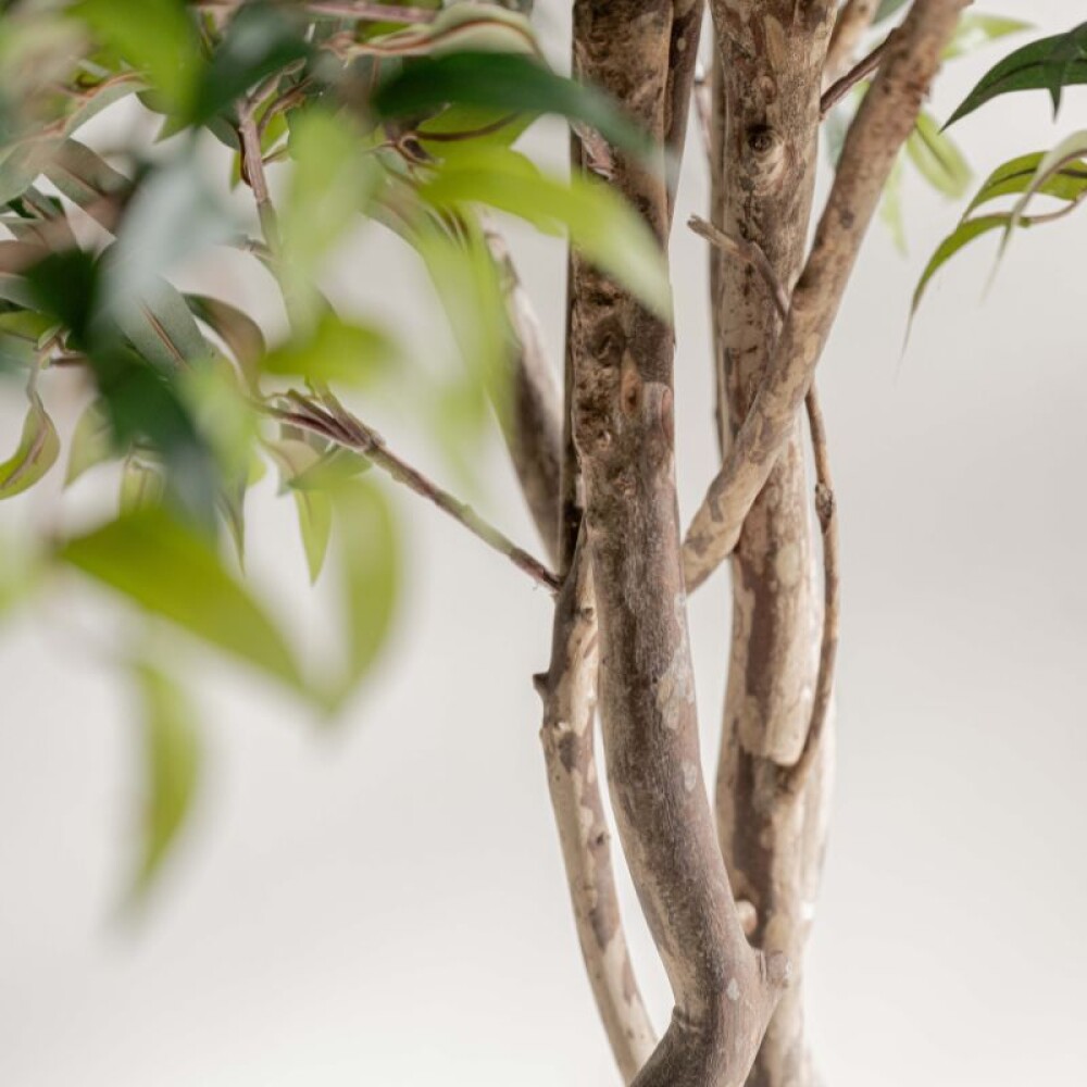 Planta / Rucus 2.00 m Planta / Rucus 2.00 m