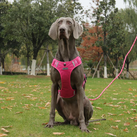 Arnés Y Correa P/Mascota Ajustable Tela Oxford Resistente Fucsia