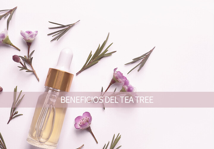 TEA TREE – Los beneficios del aceite de árbol del té en la cosmética