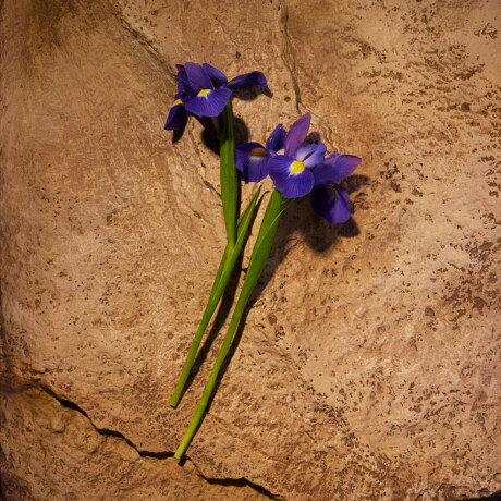 Perfume Ralph Lauren Polo Red Parfum 40ml Perfume Ralph Lauren Polo Red Parfum 40ml