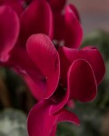 Violeta de los Alpes Fucsia