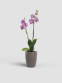MACETA PARA ORQUIDEA MINI TRANSPARENTE