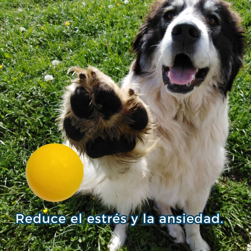 PELOTA MACIZA PARA PERROS 8.5 CM PELOTA MACIZA PARA PERROS 8.5 CM