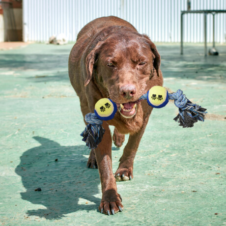 Juguete Cuerda Trenzada 2 Pelotas Tenis Nudos para Mascotas Amarillo/azul