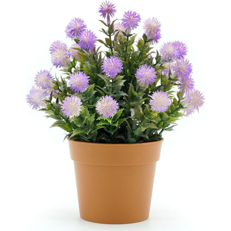 Ptilotus Violeta
